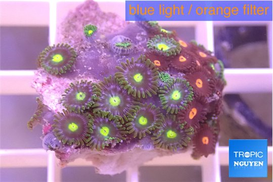 Zoanthus mix color 2-3 cm WYSIWYG acclimaté