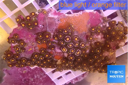 Zoanthus orange 7-11 cm WYSIWYG acclimaté