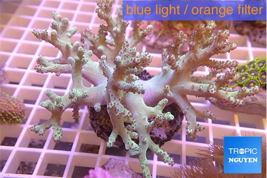 Sinularia greeny long finger 6-12 cm WYSIWYG acclimaté