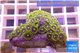 Zoanthus purple green magician 4-5 cm WYSIWYG acclimaté