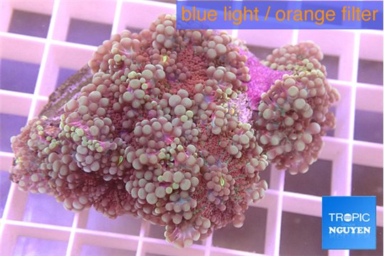 Ricordea yuma green purple 4-6 cm WYSIWYG acclimaté