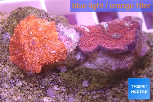Discosoma red 1 polyp WYSIWYG acclimaté