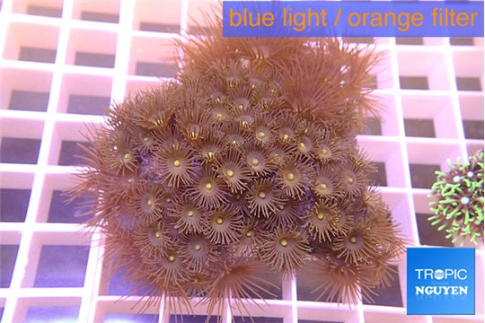 Parazoanthus gracilis yellow 5-6 cm WYSIWYG acclimaté