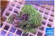 Pachyclavularia neon green 5-6 cm WYSIWYG acclimaté
