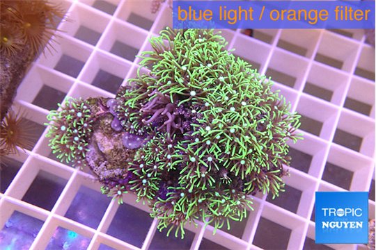 Pachyclavularia neon green 5-6 cm WYSIWYG acclimaté