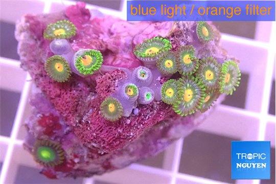 Zoanthus green 2-4 cm WYSIWYG acclimaté