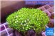 Pachyclavularia neon green 4-6 cm WYSIWYG acclimaté