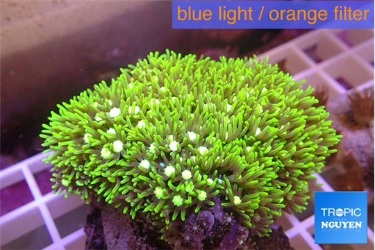 Pachyclavularia neon green 4-6 cm WYSIWYG acclimaté