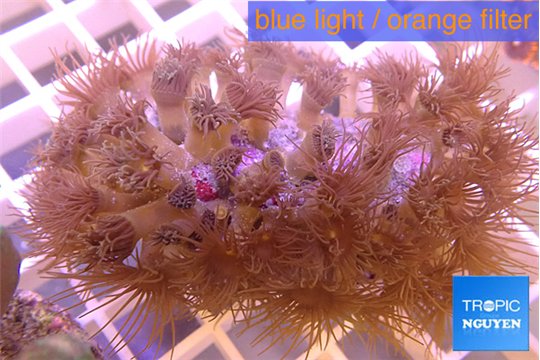 Parazoanthus gracilis yellow 3-5 cm WYSIWYG acclimaté