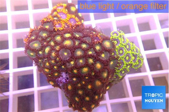 Zoanthus tricolor 3-5 cm WYSIWYG acclimaté