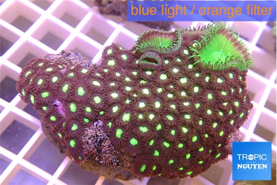 Zoanthus red golden + Palythoa neon green 5-6 cm WYSIWYG acclimaté