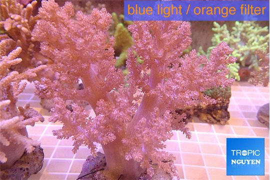 Lithophyton long finger 12-18 cm WYSIWYG acclimaté