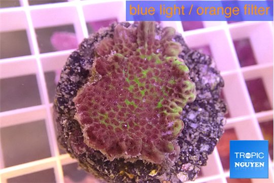 Montipora green & purple polyps 3-4 cm WYSIWYG acclimaté