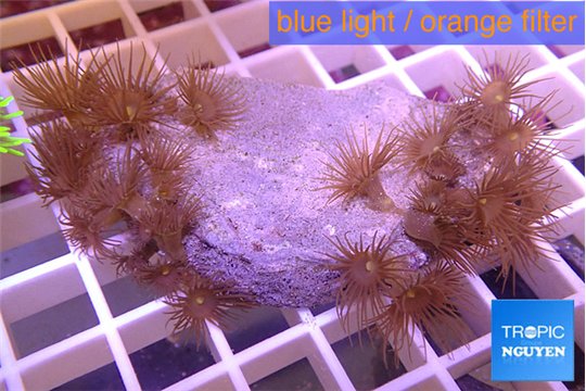 Parazoanthus gracilis yellow 4-5 cm WYSIWYG acclimaté