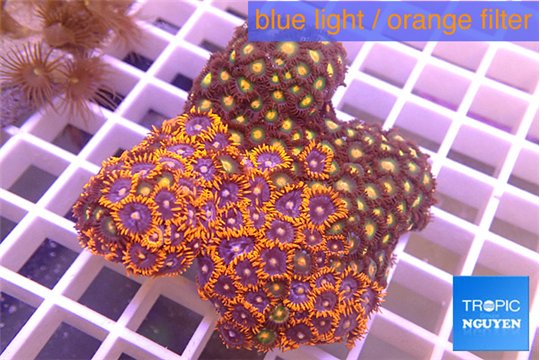 Zoanthus red purple + Zoanthus orange 5-7 cm WYSIWYG acclimaté
