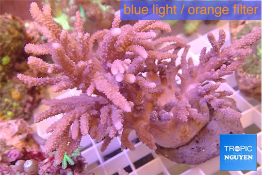 Sinularia long finger 10-18 cm WYSIWYG acclimaté