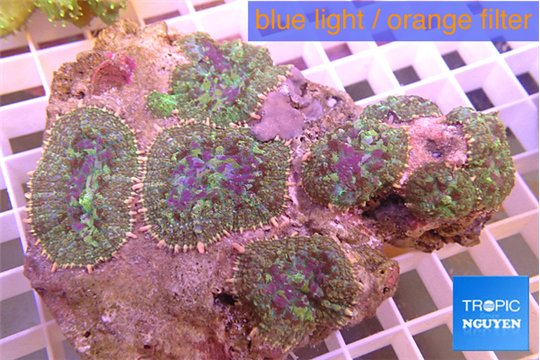 Rhodactis purple green 7-10 cm WYSIWYG acclimaté