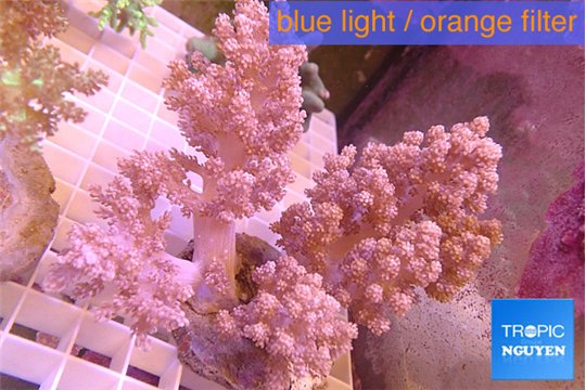 Lithophyton long finger 12-18 cm WYSIWYG acclimaté