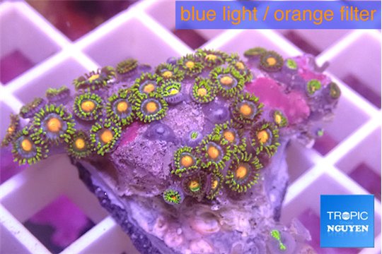 Zoanthus orange green 3-4 cm WYSIWYG acclimaté