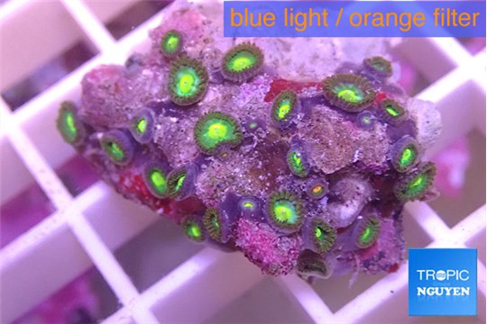 Zoanthus sunset kiwi 2-3 cm WYSIWYG acclimaté