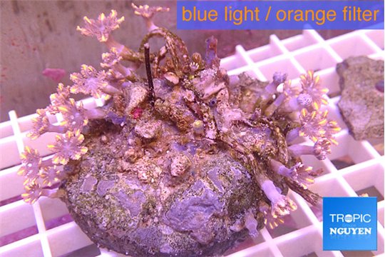 Clavularia papaya orange & green 5-8 cm WYSIWYG acclimaté