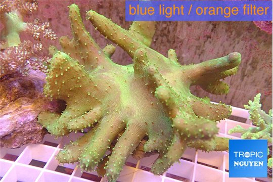 Lobophytum greeny body 8-14 cm WYSIWYG acclimaté