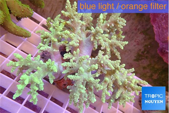 Sinularia long finger green 8-14 cm WYSIWYG acclimaté