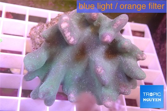 Lobophytum 7-12 cm WYSIWYG acclimaté