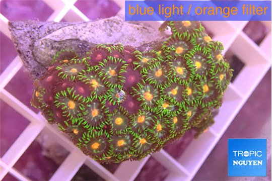 Zoanthus mix color 3-4 cm WYSIWYG acclimaté