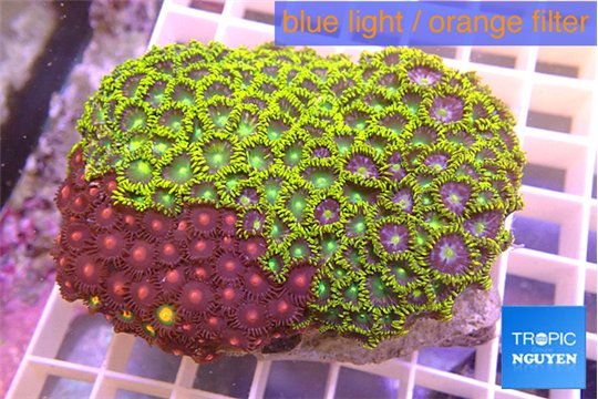 Zoanthus garden mix color 6-8 cm WYSIWYG acclimaté