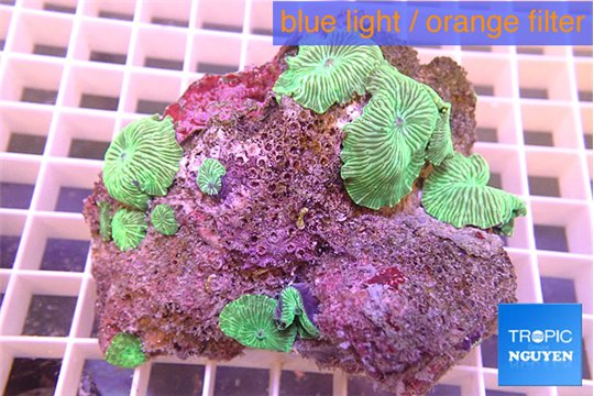 Discosoma striata green 8-12 cm WYSIWYG acclimaté