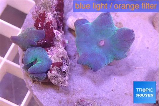 Discosoma deep blue avatar 3-4 polyps WYSIWYG acclimaté