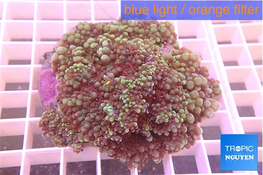 Ricordea yuma purple green 7-10 cm WYSIWYG acclimaté