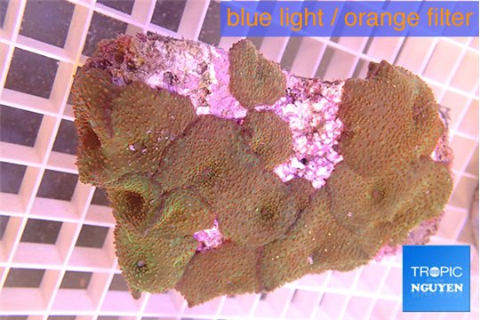 Discosoma red 7-12 cm WYSIWYG acclimaté