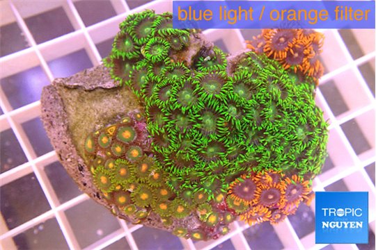 Zoanthus tricolor 5-7 cm WYSIWYG acclimaté