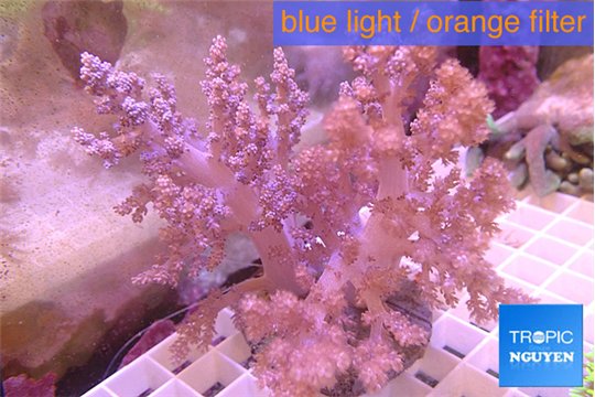 Lithophyton long finger 10-18 cm WYSIWYG acclimaté