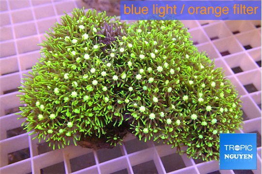 Pachyclavularia neon green 7-12 cm WYSIWYG acclimaté