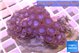 Zoanthus purple 4-7 cm WYSIWYG acclimaté