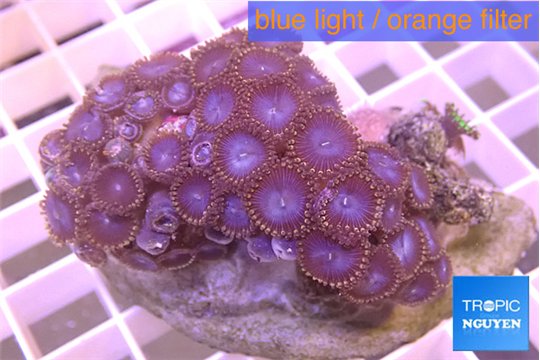 Zoanthus purple 4-7 cm WYSIWYG acclimaté