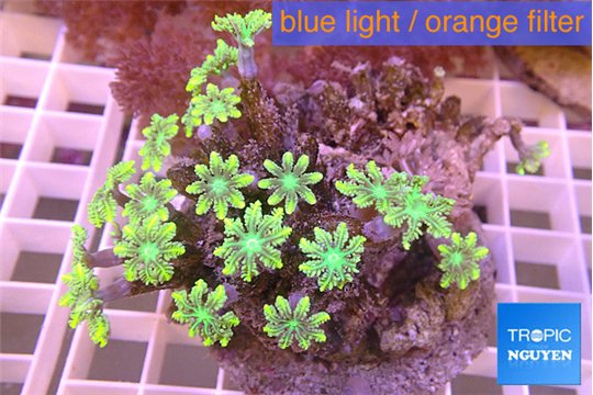 Clavularia papaya green golden 6-8 cm WYSIWYG acclimaté