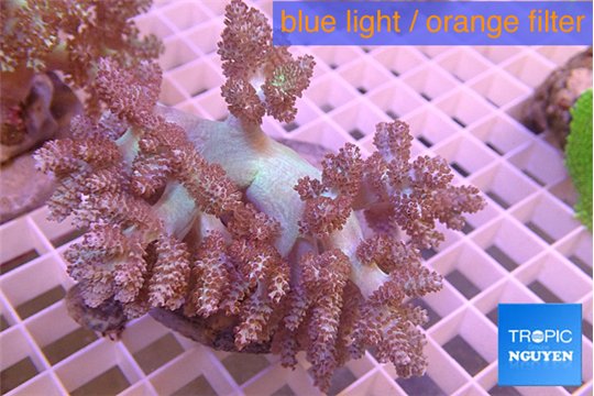 cladellia long finger 8-14 cm WYSIWYG acclimaté