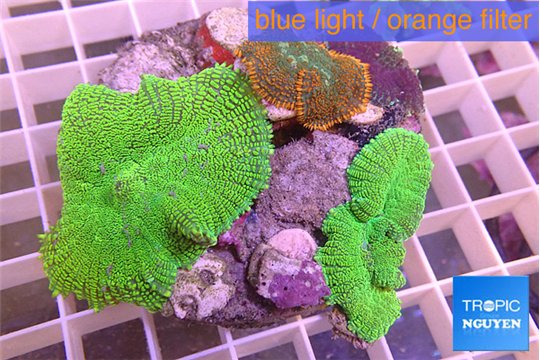 Rhodactis garden 3 polyps WYSIWYG acclimaté