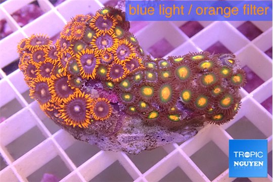 Zoanthus mix color 5-7 cm WYSIWYG acclimaté