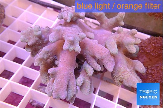 Sinularia short finger 10-18 cm WYSIWYG acclimaté