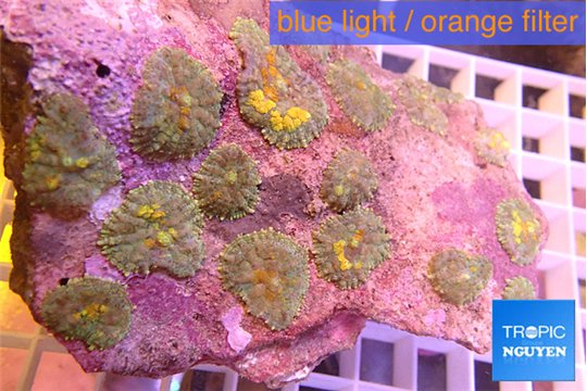 Rhodactis magma 8-12 cm WYSIWYG acclimaté