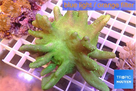 Lobophytum greeny 9-14 cm WYSIWYG acclimaté