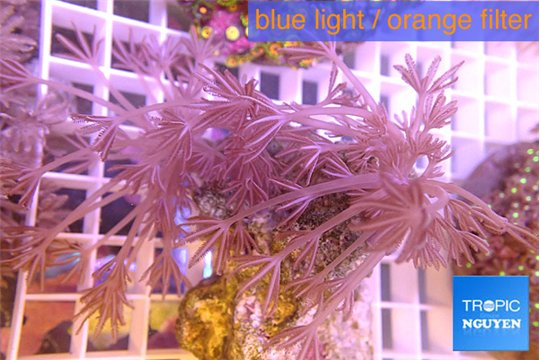 Xenia long polyps 7-10 cm WYSIWYG acclimaté