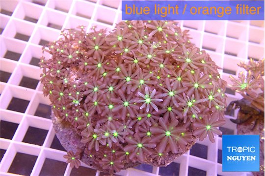 Knopia octocontacanalis jasmine polyps 8-12 cm WYSIWYG acclimaté