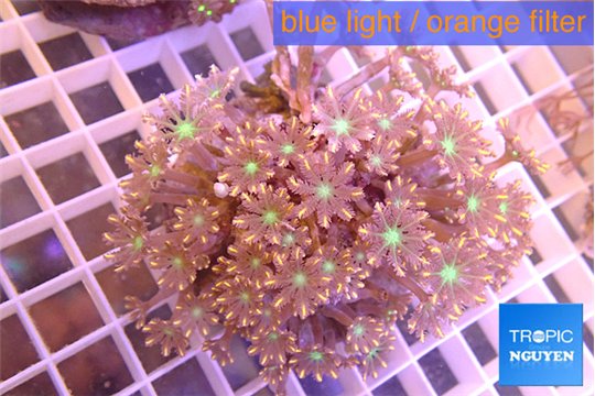 Clavularia papaya orange green 8-12 cm WYSIWYG acclimaté