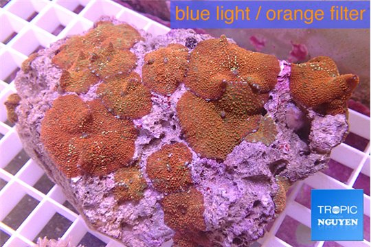 Discosoma red galaxy 7-12 cm WYSIWYG acclimaté